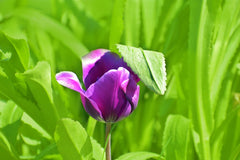 Purple Tulip Grass fine art notecards, premium artistic stationery 