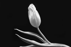 Tulip Black and White Fine Art Print Photography
