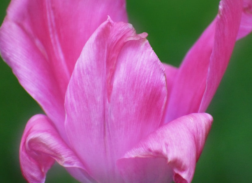 Pink Tulip Art  Tulip fine art notecards, premium artistic stationery notecards