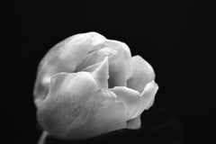 Tulip Black and White Fine Art Print Photography