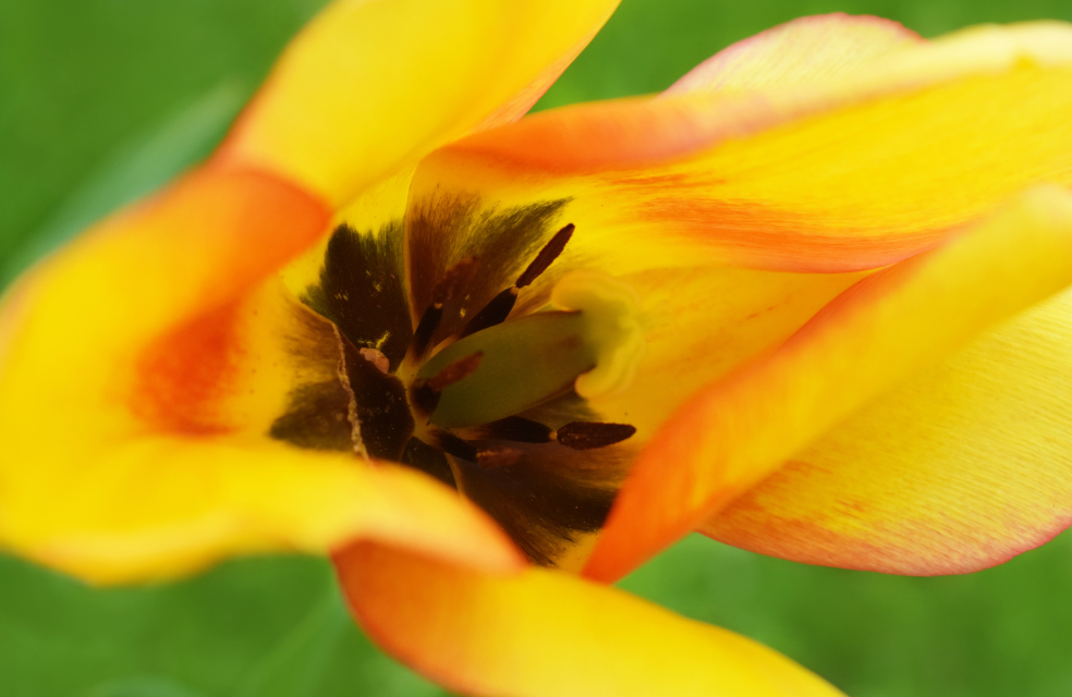 Yellow Tulip Color Fine Art Print Photography
