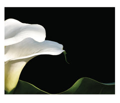 Two Calla Lilies Color Photography Fine Art Print  Available Now