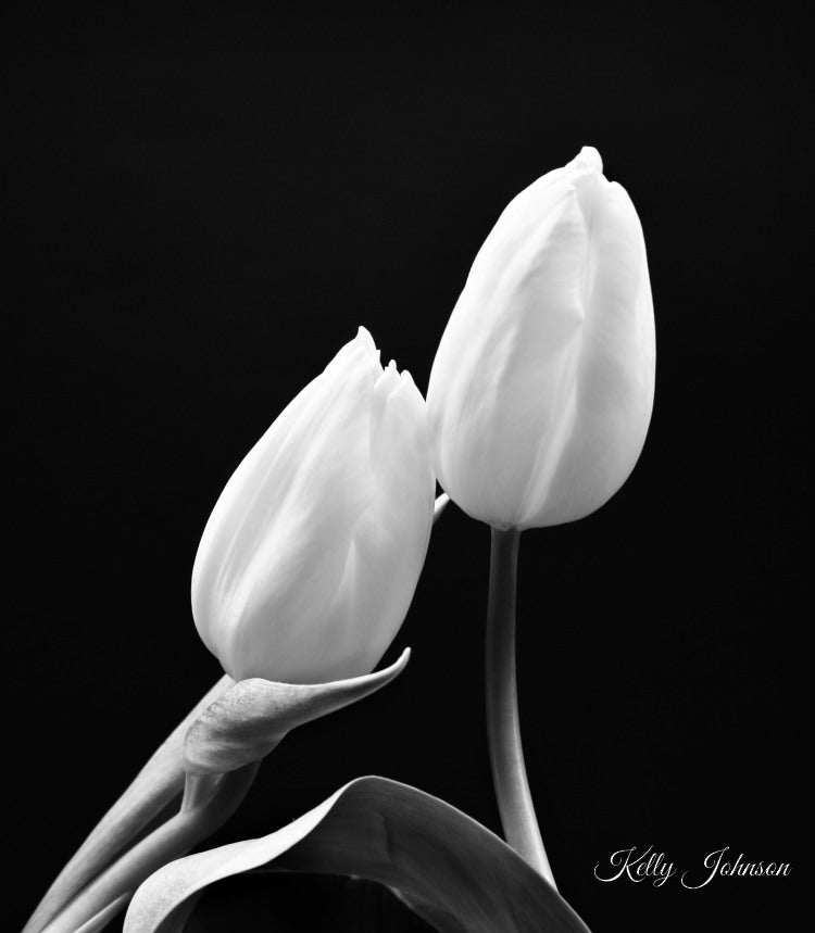 Black and White Tulip fine art notecards, premium artistic notecards