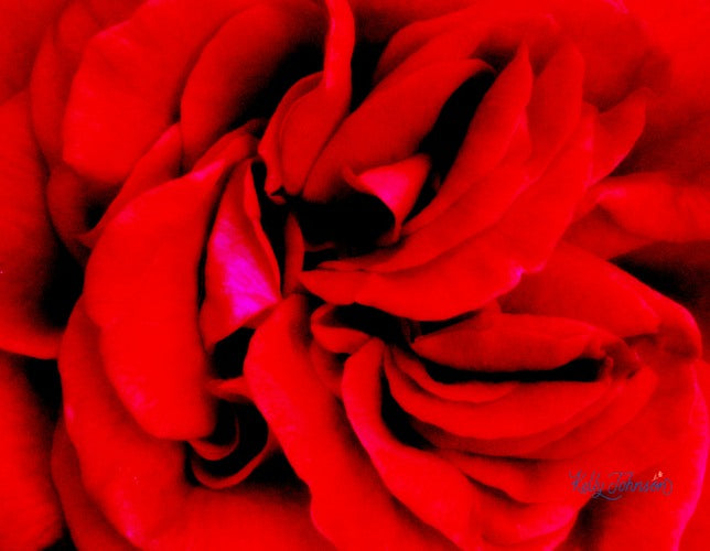 Red Rose - Color Photography Fine Art Print 14x14