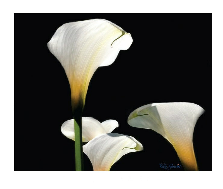 Four Calla Lilies - Color Photography Fine Art Print Available Now